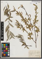 Foto von Salix alba L.